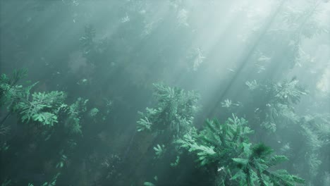 aerial sunrays in forest with fog