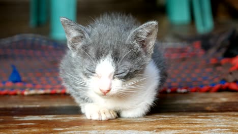 kitten cat sleeping