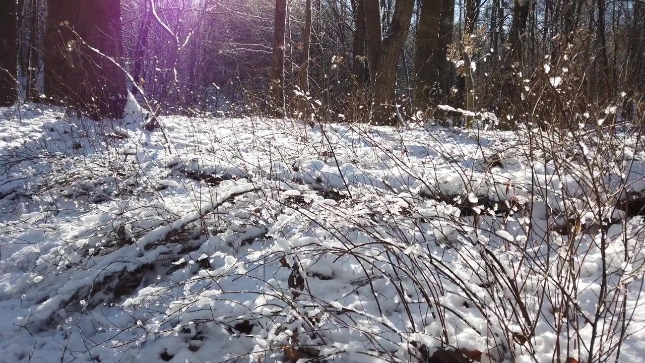Foresta invernale. Neve e sole