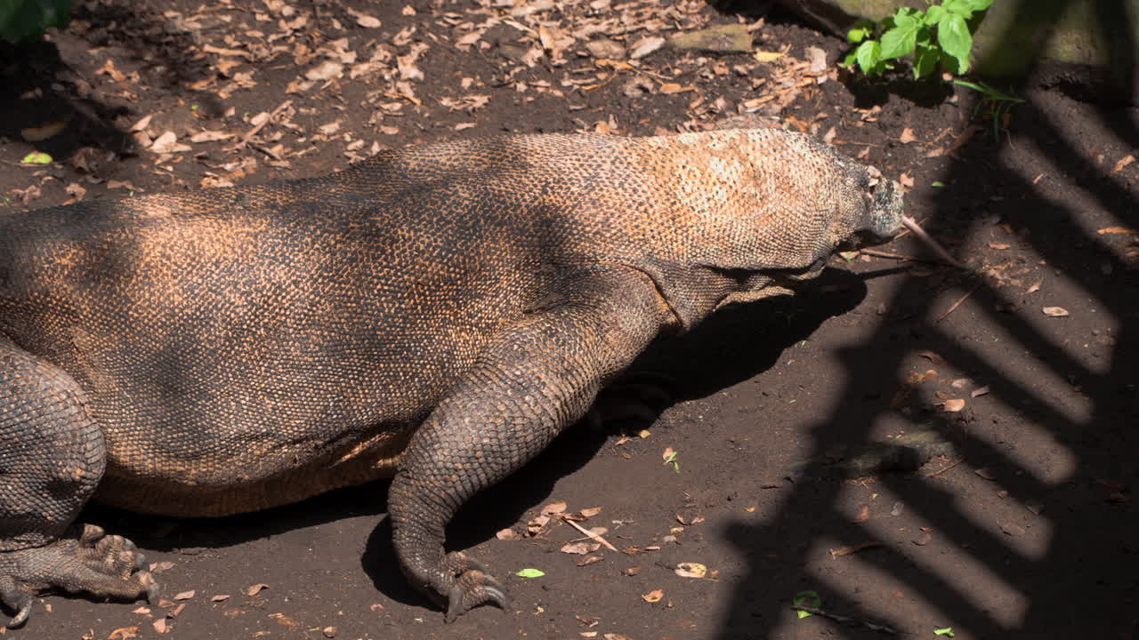enorme dragón de komodo marrón naranja o monitor de komodo en el bosque de la selva