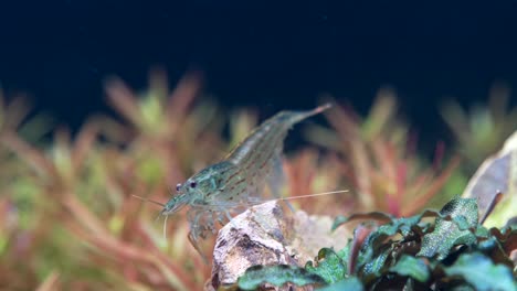 disparo de cerca de camarones transparentes en el acuario en busca de comida en la roca bajo el agua