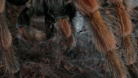 tarantula using web to store his prey