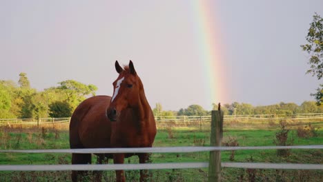 Caballo-Marrón-Parado-En-El-Campo-Detrás-De-La-Cerca-Frente-A-Un-Hermoso-Arco-Iris-En-Un-Día-Nublado