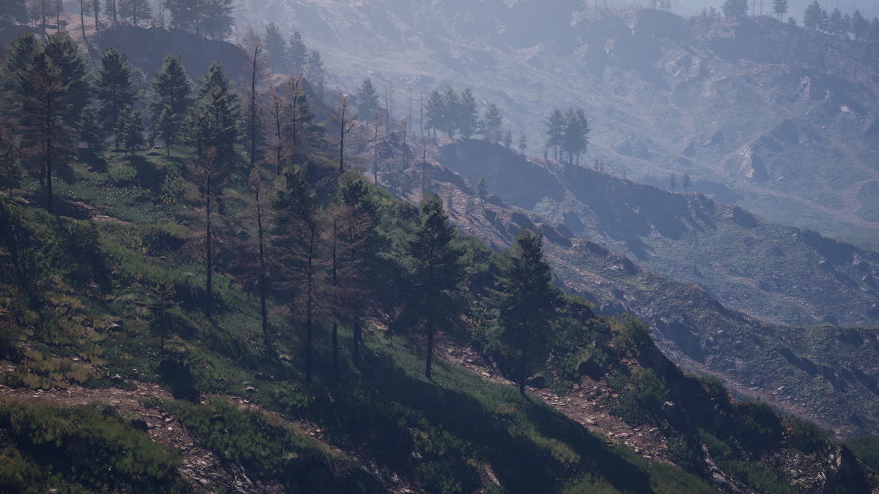 majestuoso bosque de montaña verde en el fondo de la niebla