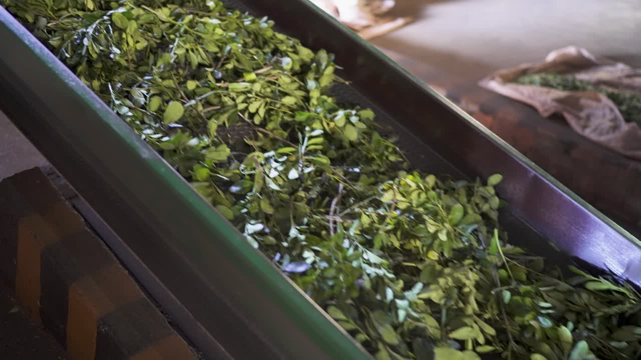 Fresh yerba mate leaves moving on conveyor belt during industrial processing, agriculture and sustainability