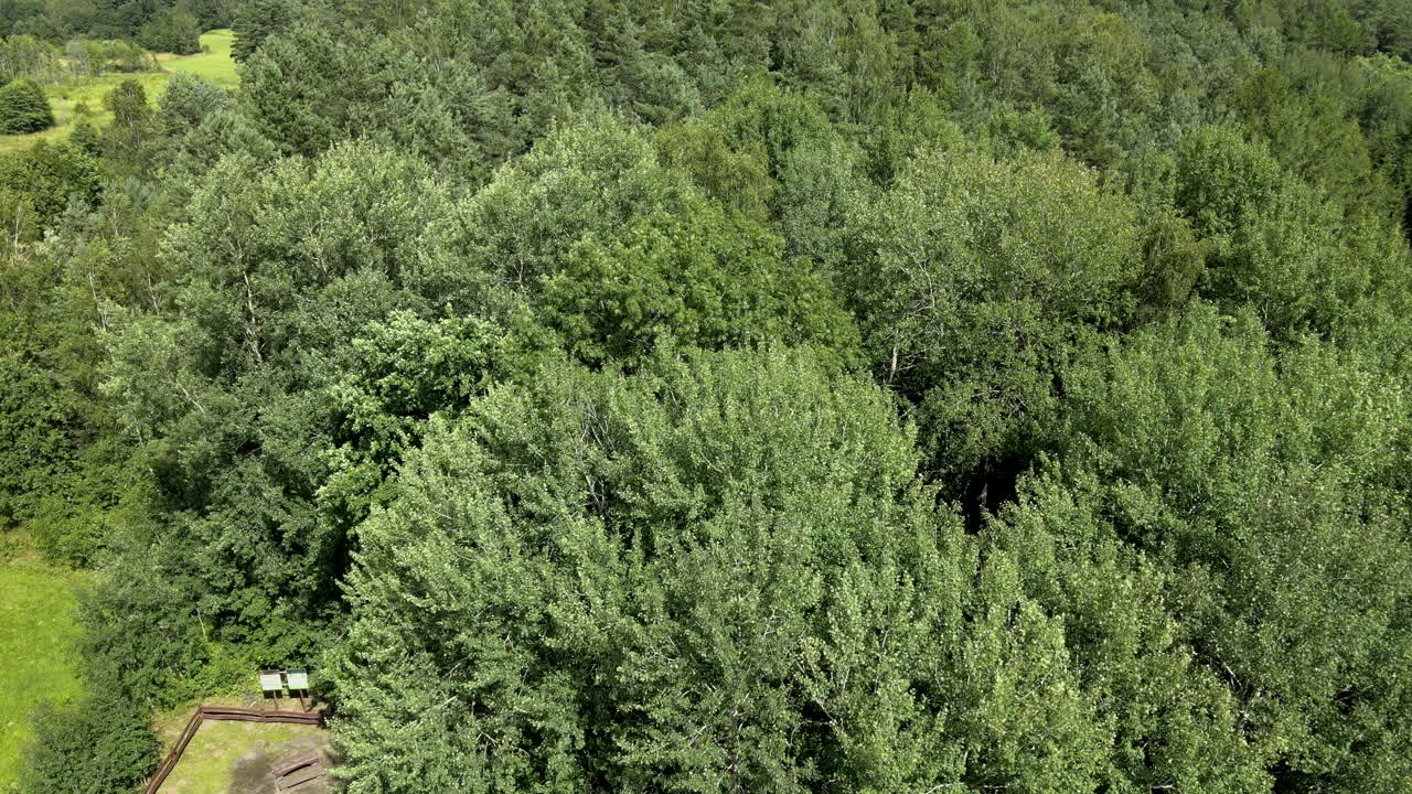 Dense thick lush forest Lidzbark Polish woods aerial
