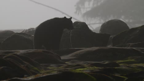 black bear drinking water on a foggy morning then walking across rocks on a beach