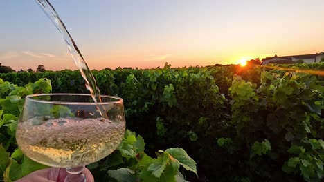 wine being poured in vineyard at sunset