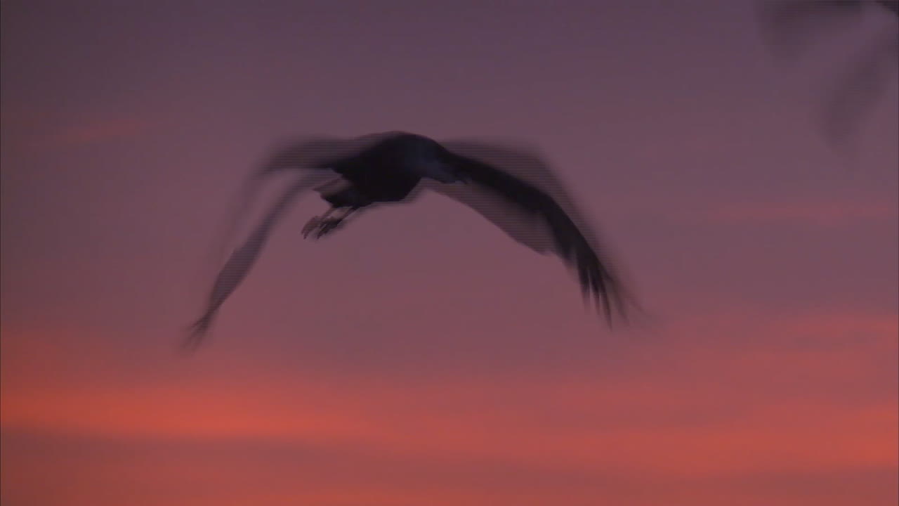 새크라멘토 근처의 캘리포니아 삼각주 지역은 조류의 중요한 번식지입니다 2