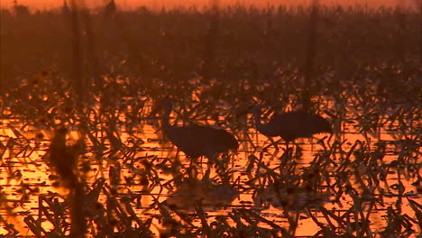 La-Región-Del-Delta-De-California,-Cerca-De-Sacramento,-Es-Un-Importante-Caldo-De-Cultivo-De-Humedales-Para-Las-Aves-2