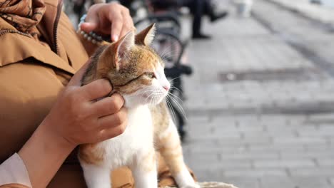 mujer sosteniendo un gato