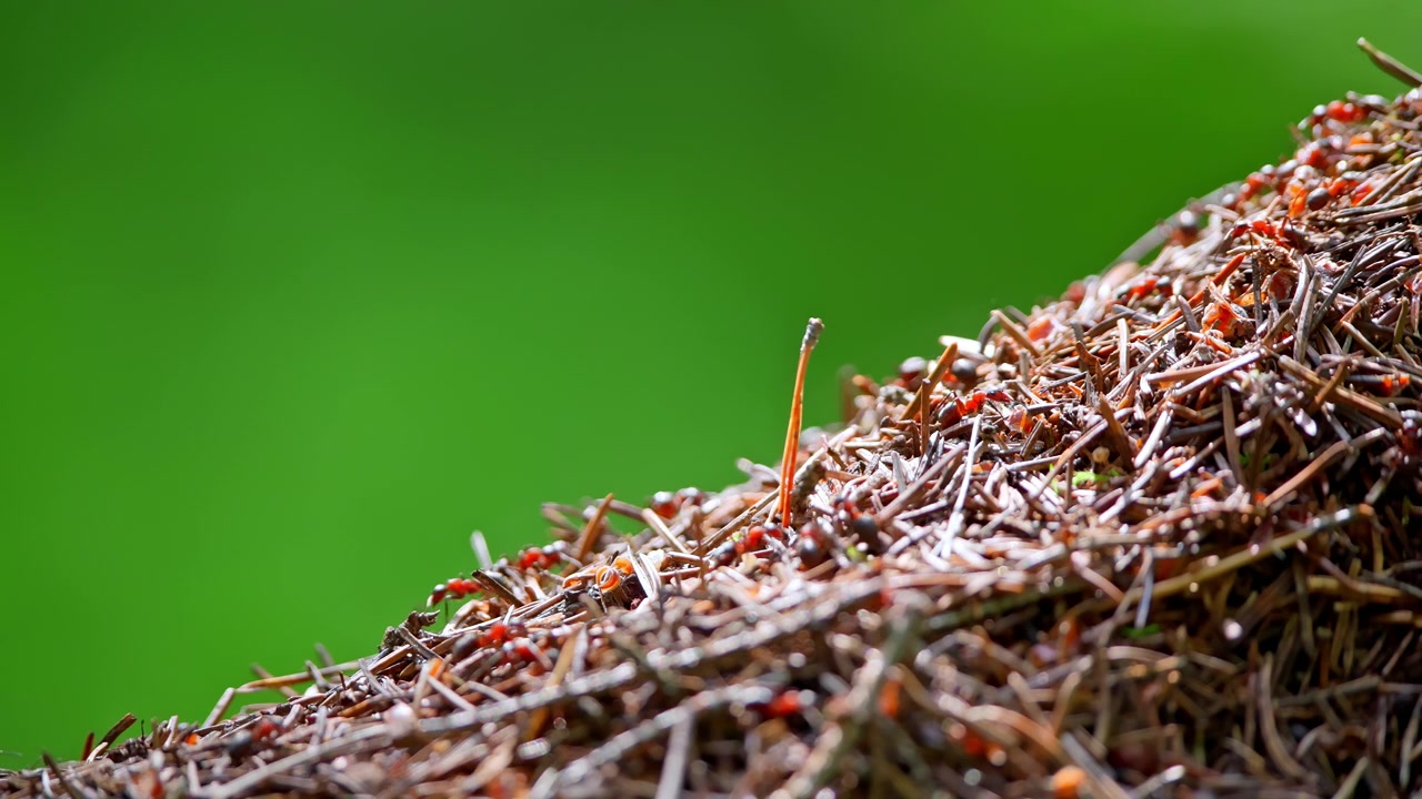 Close-up of Red Ants Working on an Anthill in a Forest