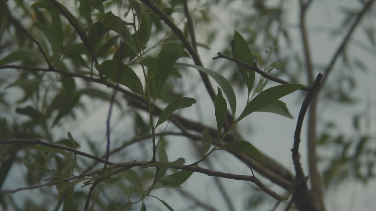 clip de cerca fijo de la brisa suave que sopla a través de las hojas en las ramas de los árboles