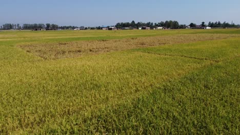 A-low-level-aerial-flight-over-the-beautiful-rice-paddies-ready-for-harvest