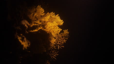 alcyonacea, son un orden de corales