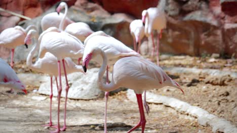 close-up of a group of flamingos in captivity at the chiang mai zoo in chiang mai, thailand