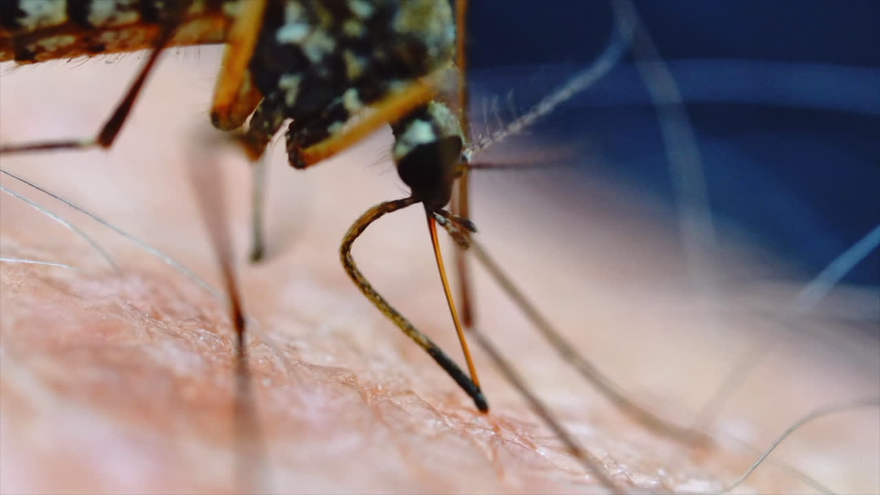 Close-up of a Mosquito Biting Human Skin