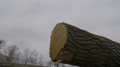 Logs-fallen-trees-lie-on-the-ground-in-a-pile-against-grey-sky---close-up