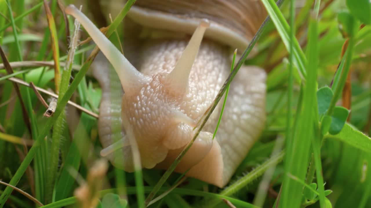 una toma macro de un caracol blanco arrastrándose lentamente hacia la cámara a través de hojas verdes de hierba en busca de comida en el suelo del bosque