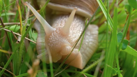 A macro shot of a white snail crawling slowly towards the camera through green blades of grass in search of food on the forest floor