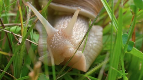 a macro shot of a white snail crawling slowly towards the camera through green blades of grass in search of food on the forest floor