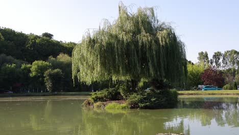 Weidenbaum-Auf-Einer-Kleinen-Insel-In-Der-Mitte-Des-Teiches-Am-Veranstaltungsort-Im-Garten,-Rumänien