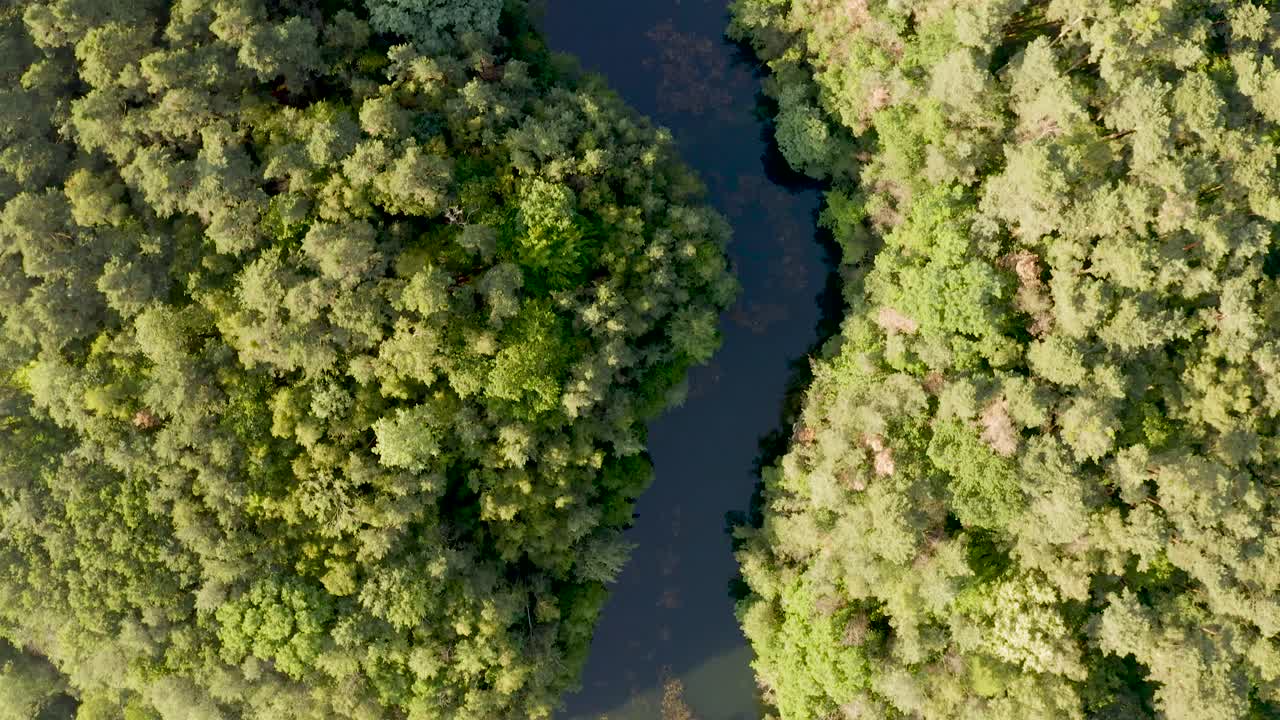 vista de pájaro del lago en el bosque