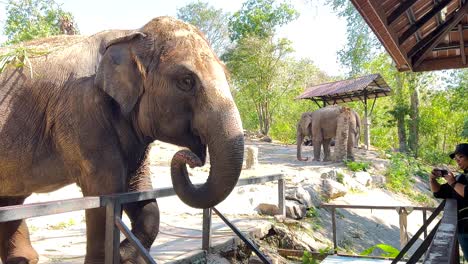 elephant feeding and interaction with visitors