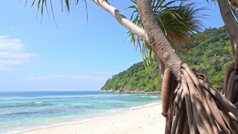 Langsamer-Schwenk-Von-Baumstämmen-An-Einem-Tropischen-Strand-Zu-Den-Ankommenden-Wellen-Entlang-Des-Sandes