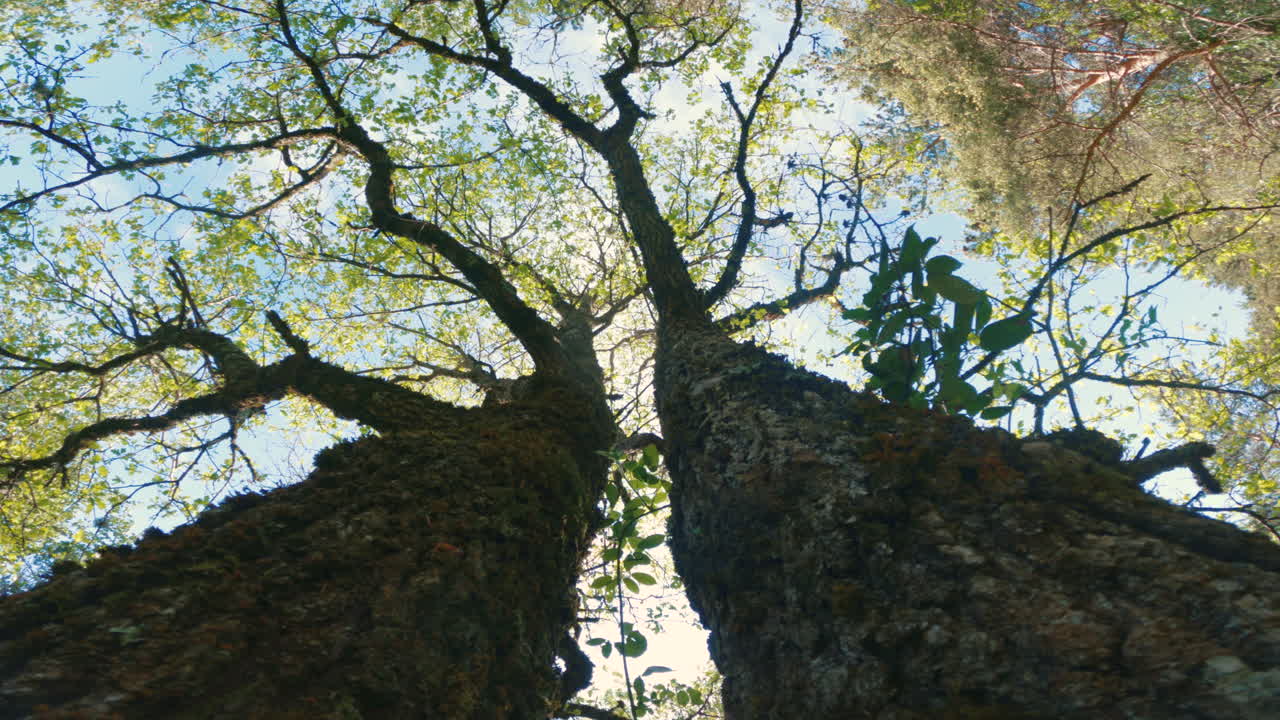 tiro de ángulo bajo de un árbol cerca de la corteza