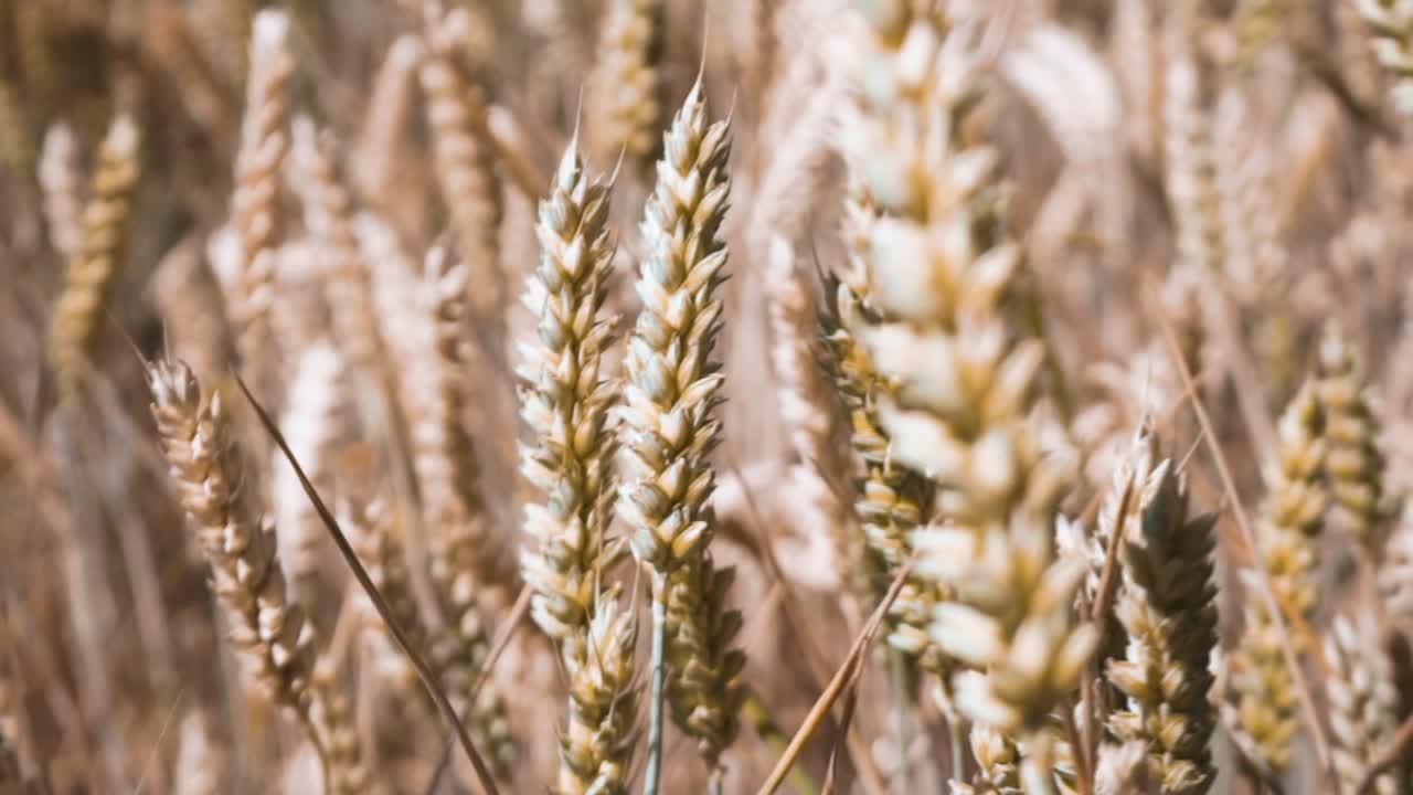cerca de maíz soplando en la brisa fresca de los veranos