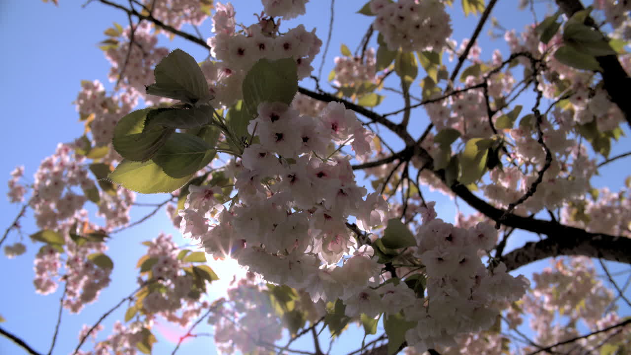 flor de cerezo de primavera iluminada en un parque de londres, destello de la lente