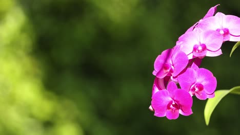 el lapso de tiempo de la floración de las orquídeas en un entorno natural.