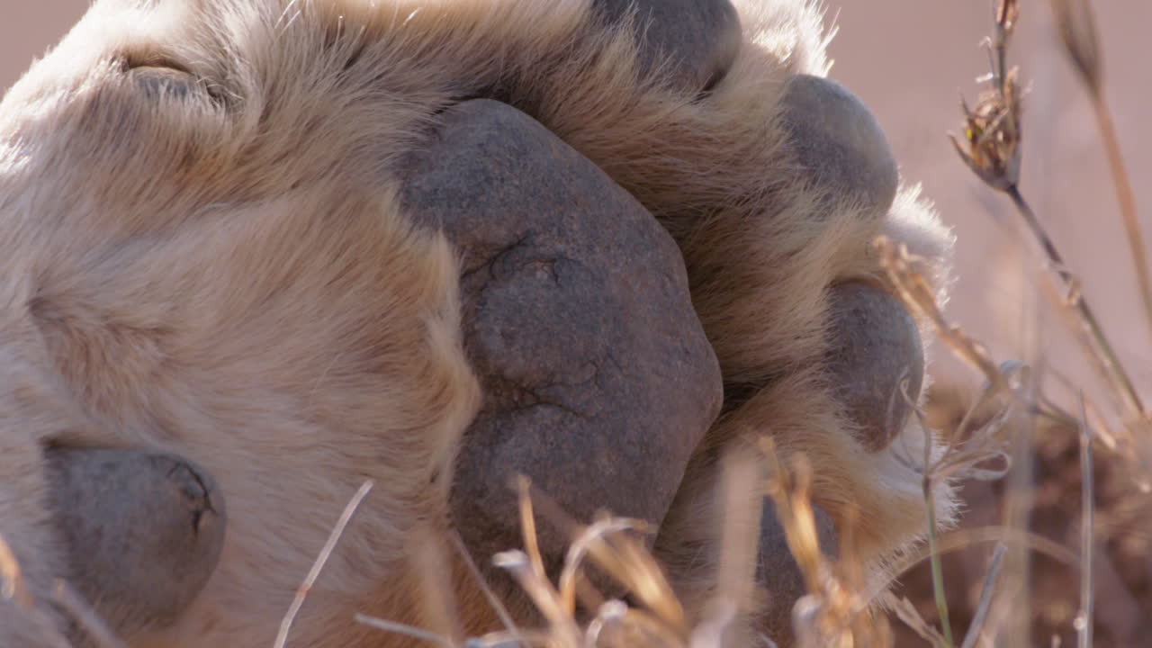 Close up of a lion's paw as gentle wind blows during the morning
