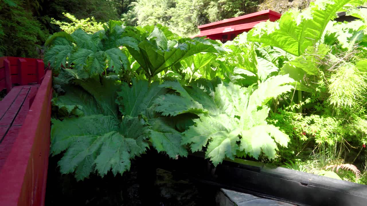 Dolly in of red wooden runway, pools and waterfall in Termas Geometricas hot spring complex, surrounded by woods, Coñaripe, Chile
