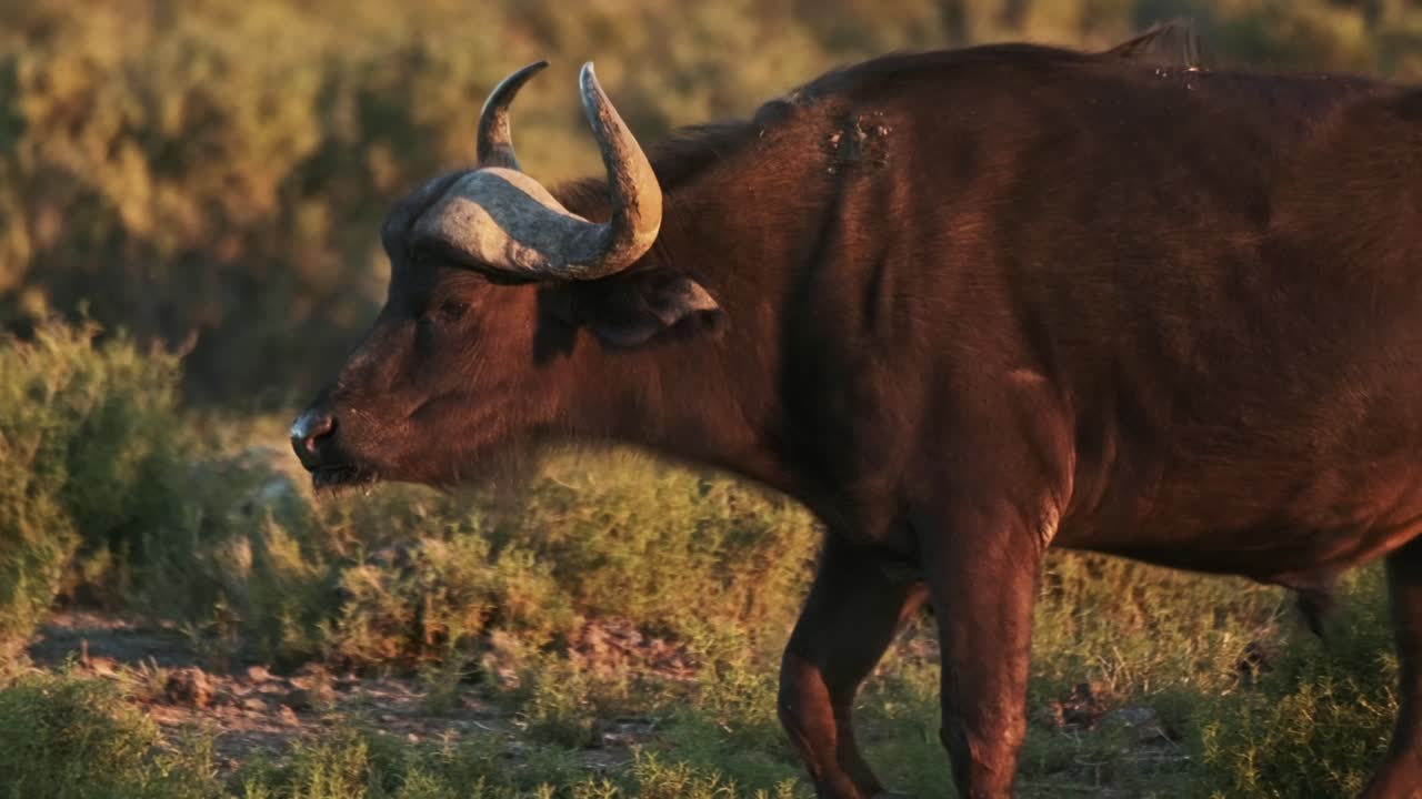 Buffalo walking in the wilderness