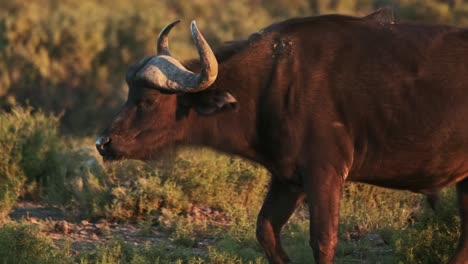 buffalo walking in the wilderness