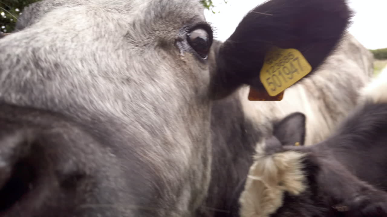 슬로우 모션으로 나무 울타리의 틈을 들여다보는 젖소의 왼쪽에서 오른쪽으로 극단적인 클로즈업