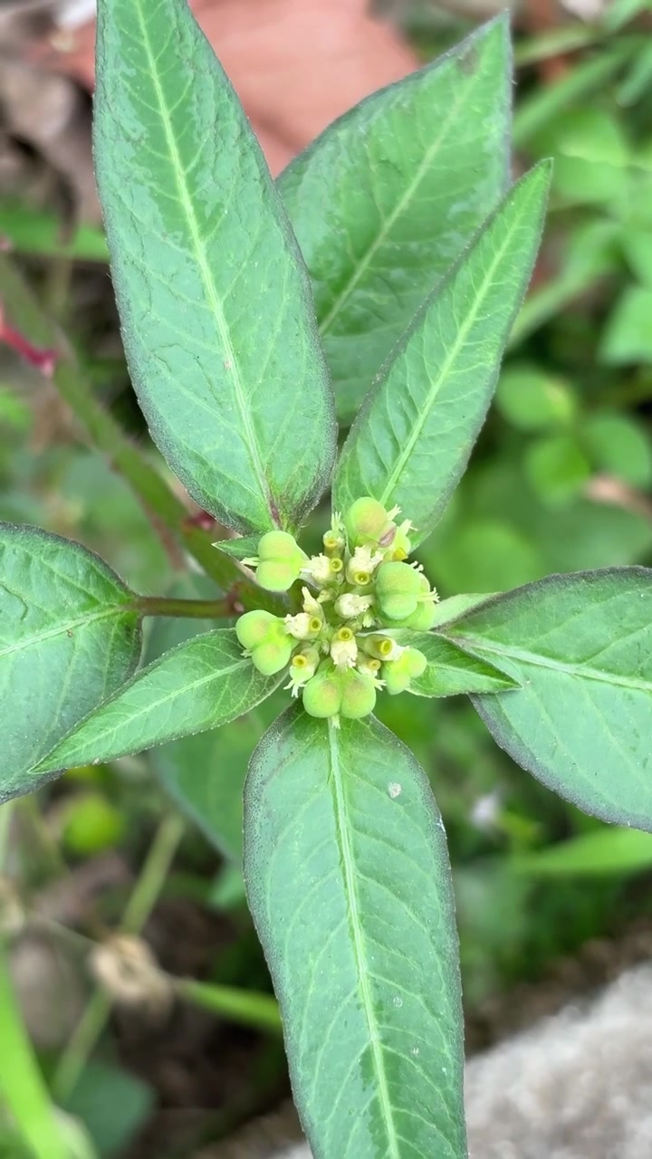 Close-up of a Wild Green Plant with Small Flowers
