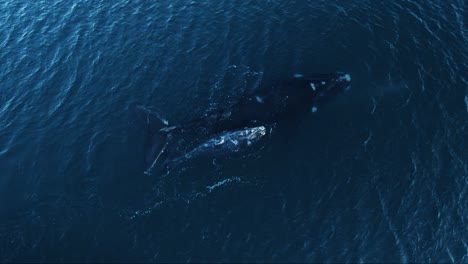 Ballenas-Respirando-En-La-Superficie-Tranquila-Soplando-Un-Rociador-De-Aire---Toma-Aérea-A-Cámara-Lenta