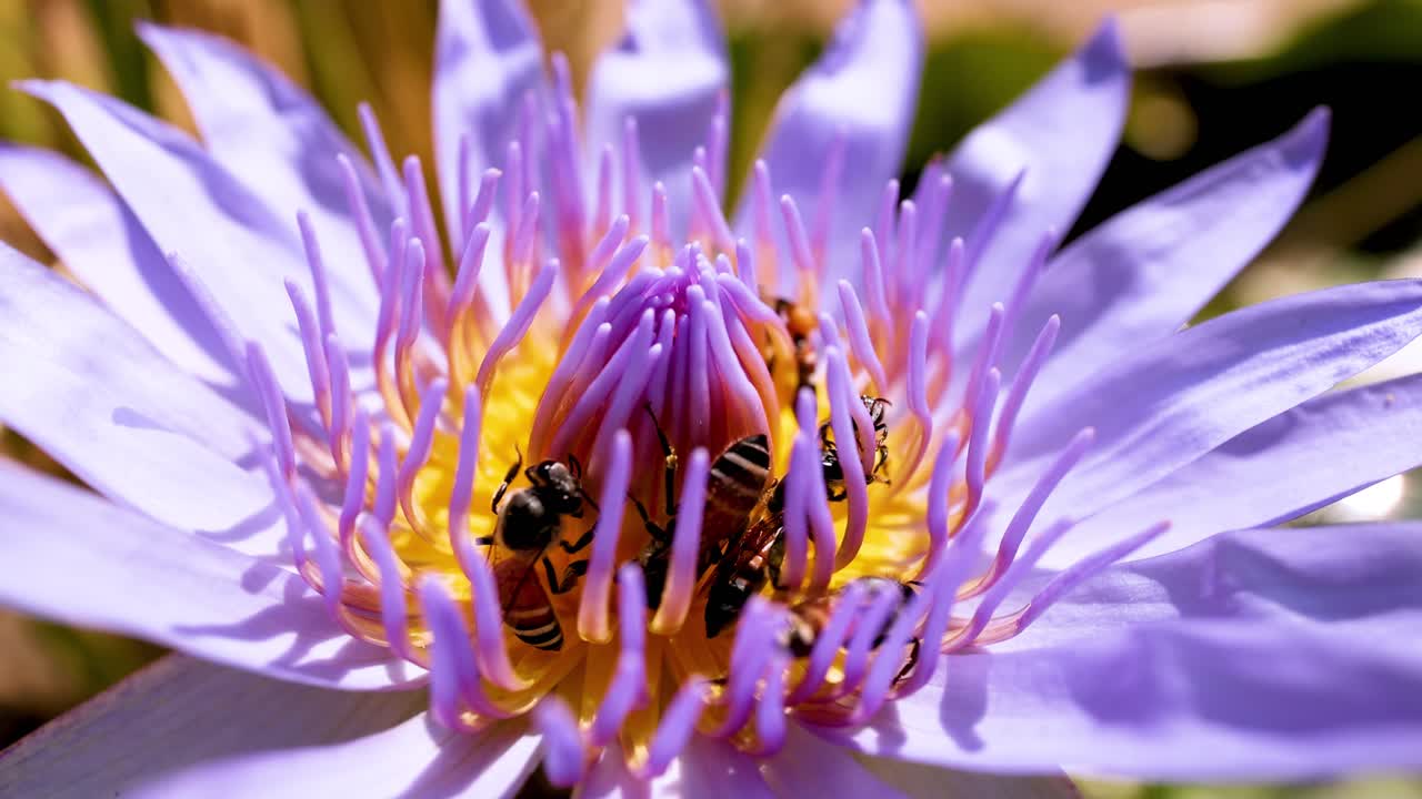 las abejas polinizan activamente una flor de loto vibrante