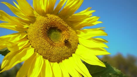 large sunflower close up with large bumble bee pollinating. beautiful macro view of a sunflower in full bloom with a bee collecting pollen. worker bees and sunflower plants.