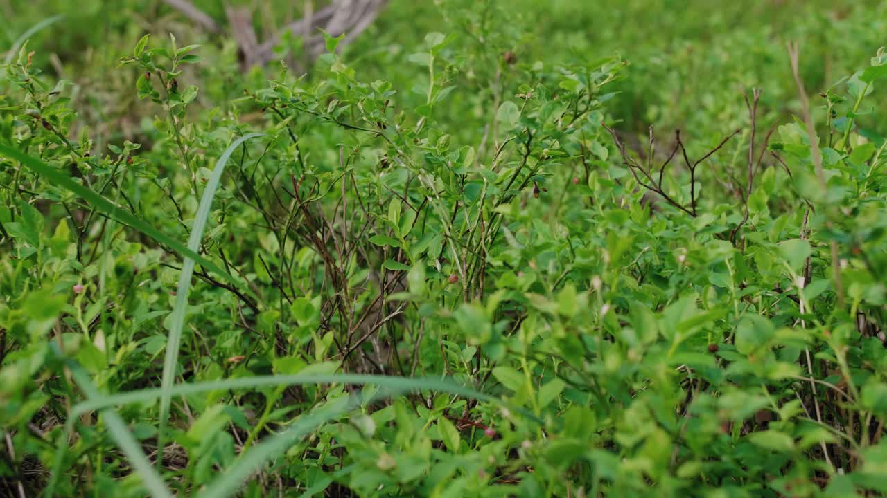 arbustos de bayas en el bosque polaco