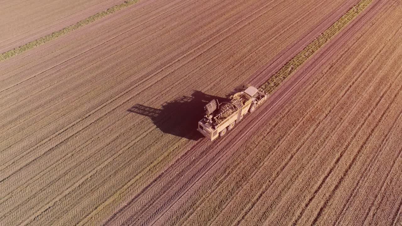 설탕 비트 뿌리 수확 과정, 빛. 수확 기계. 공중.