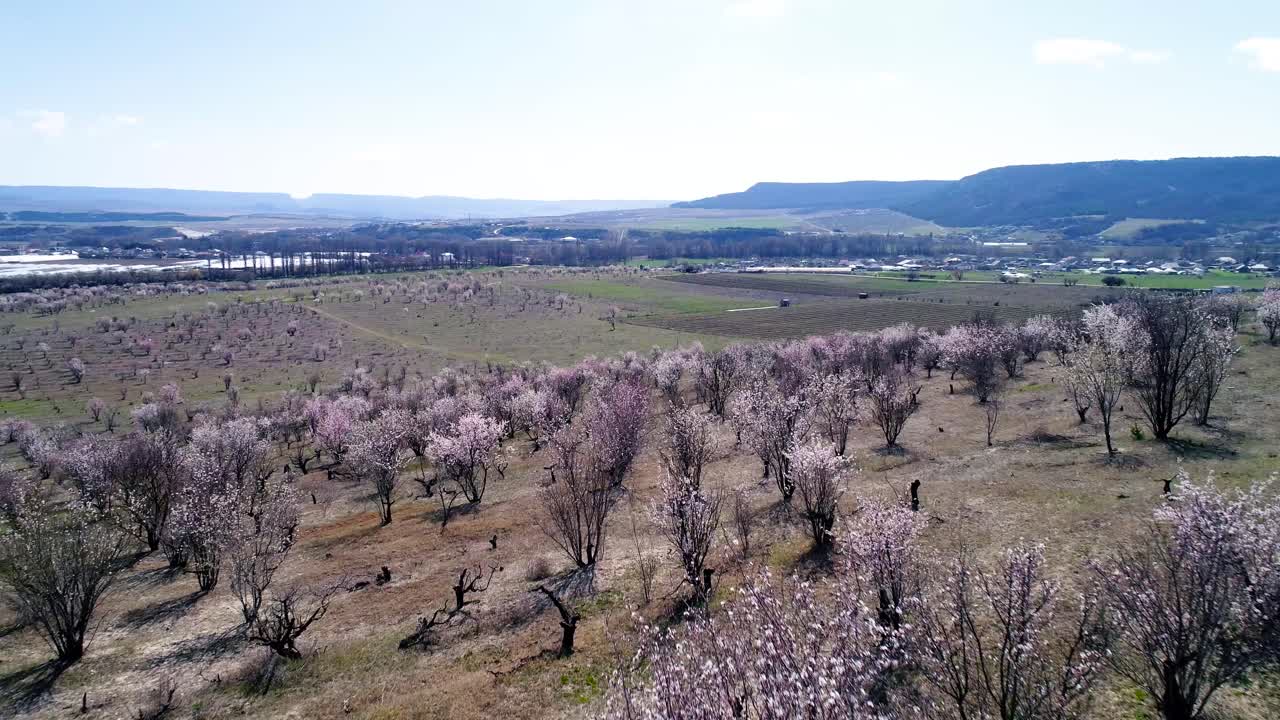 Blooming Orchards in a Valley Landscape