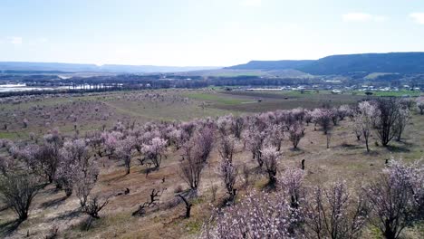 blooming orchards in a valley landscape