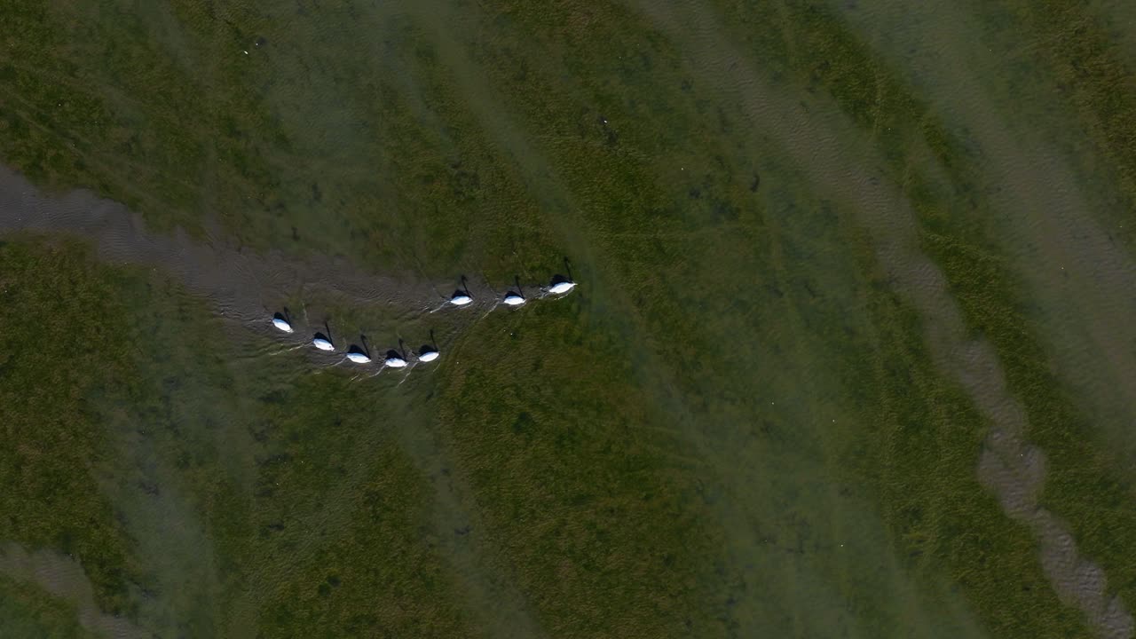 습지에 있는 백조