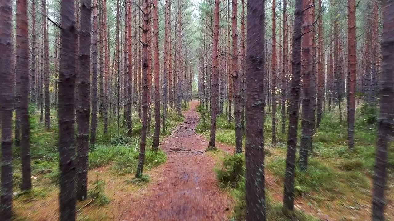 在愛沙尼亞, 沿著一條野生松樹森林的路徑在秋天快速移動