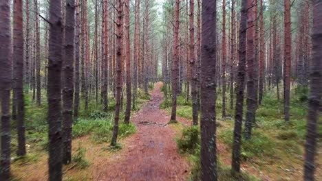 moving fast along a wild pine tree forest path in estonia during autumn