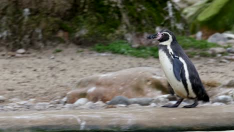 a small black penguin walking